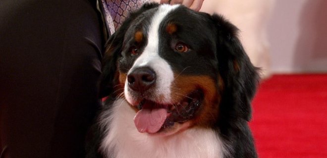 Bernese Köpeği Hakkında Bilmeniz Gereken 10 Şey