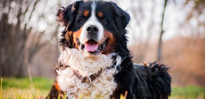 Bernese Dağ Köpeği Cinsi Köpek Bakımı ve Özellikleri