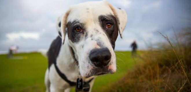 Billy Cinsi Köpek Bakımı ve Özellikleri