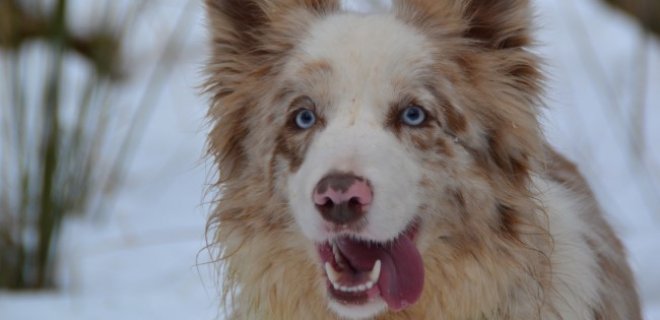 Border Collie Cinsi Köpek Bakımı ve Özellikleri