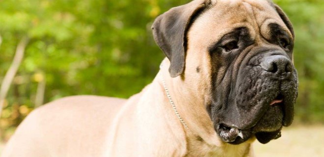 Bullmastiff Cinsi Köpek Bakımı ve Özellikleri