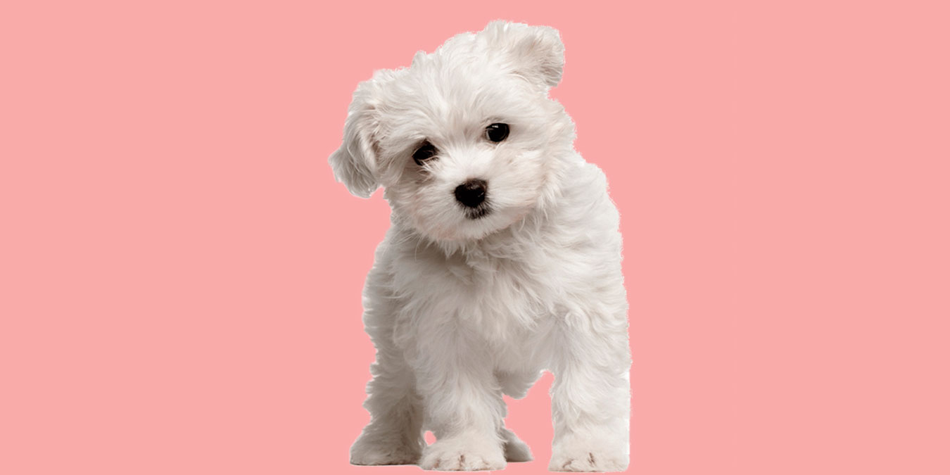 Maltese Terrier Köpeği Hakkında Bilmeniz Gereken 10 Şey