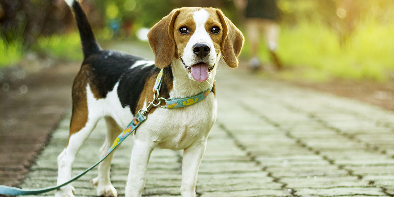 Köpek Eğitimi İçin 10 Altın Kural!
