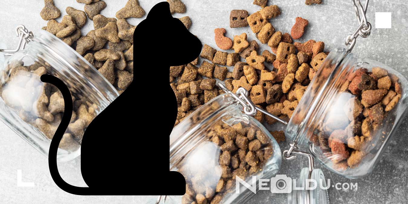 Yüksek Protein Oranına Sahip En İyi 5 Tahılsız Kedi Maması