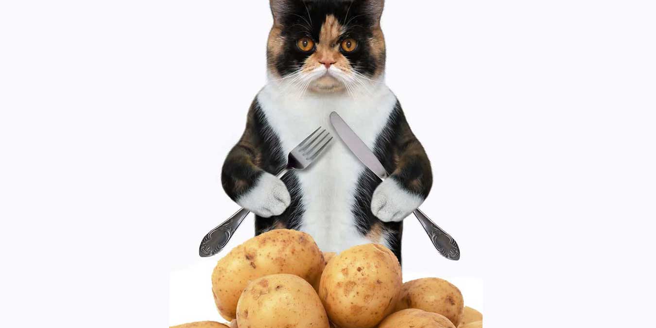 Kediler Patates Yer mi?