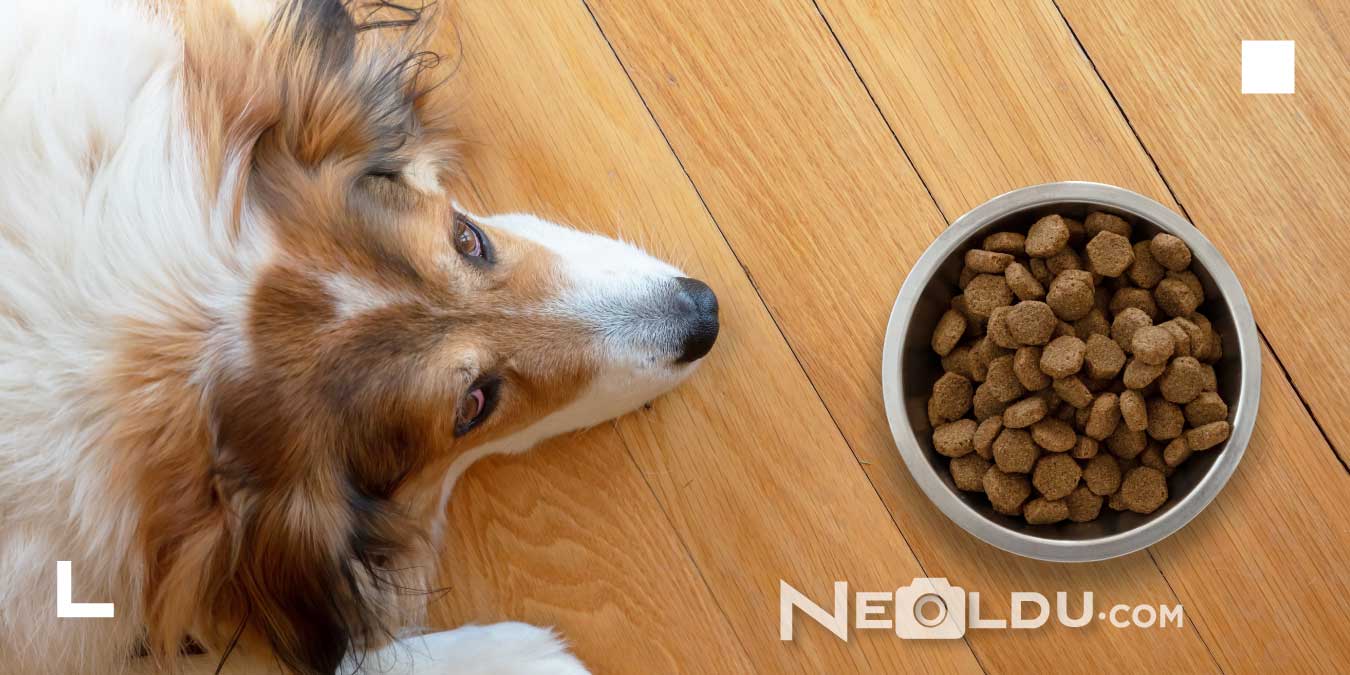 DL Metiyonin Nedir? Hangi Mamalarda Bulunur?