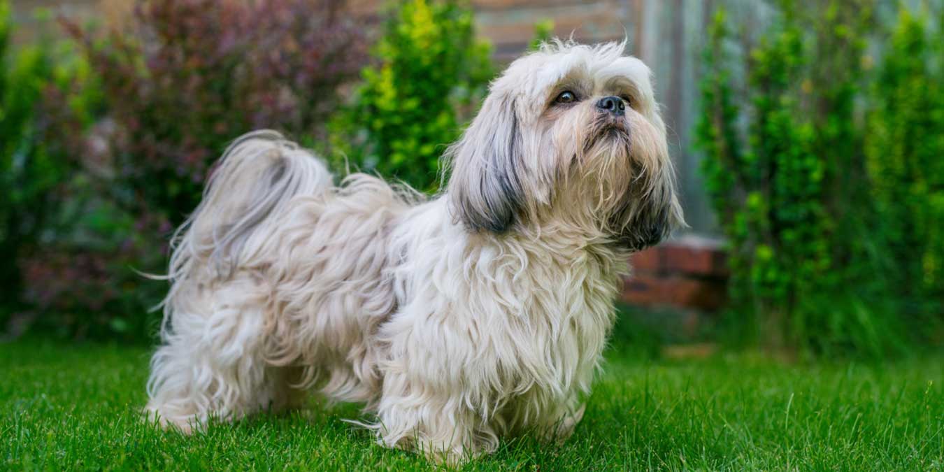 Shih Tzu Cinsi Köpek Bakımı ve Özellikleri