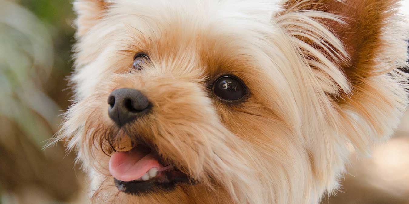 Yorkshire Terrier Cinsi Köpek Bakımı ve Özellikleri