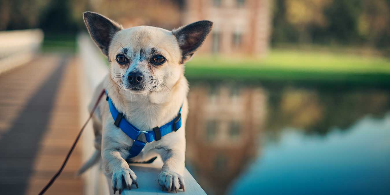 Chihuahua (Şivava) Cinsi Köpek Bakımı ve Özellikleri