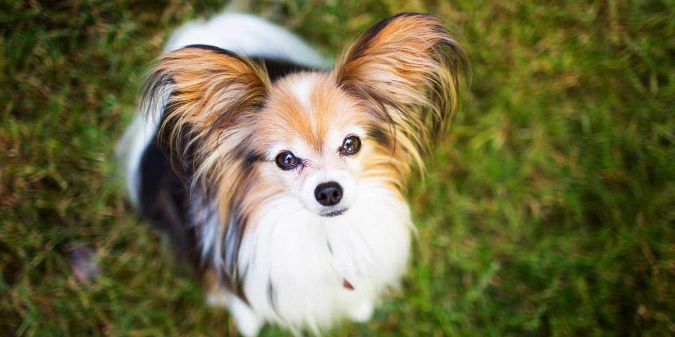 Papillon Cinsi Köpek Bakımı ve Özellikleri