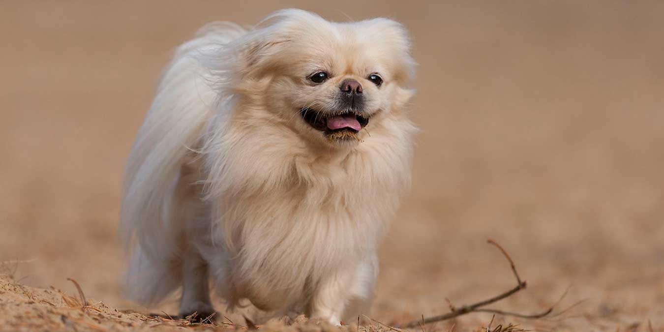 Pekingese (Pekinez) Cinsi Köpek Bakımı ve Özellikleri