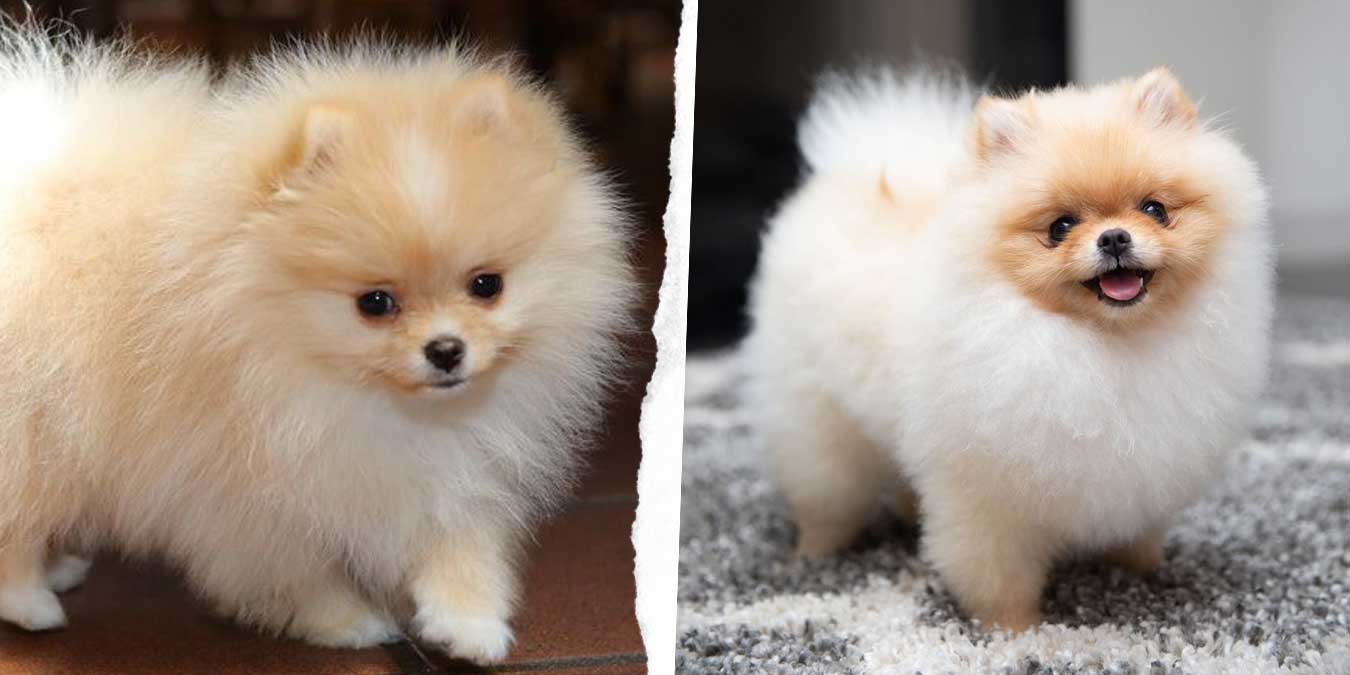 Pomeranian (Boo) Cinsi Köpek Bakımı ve Özellikleri