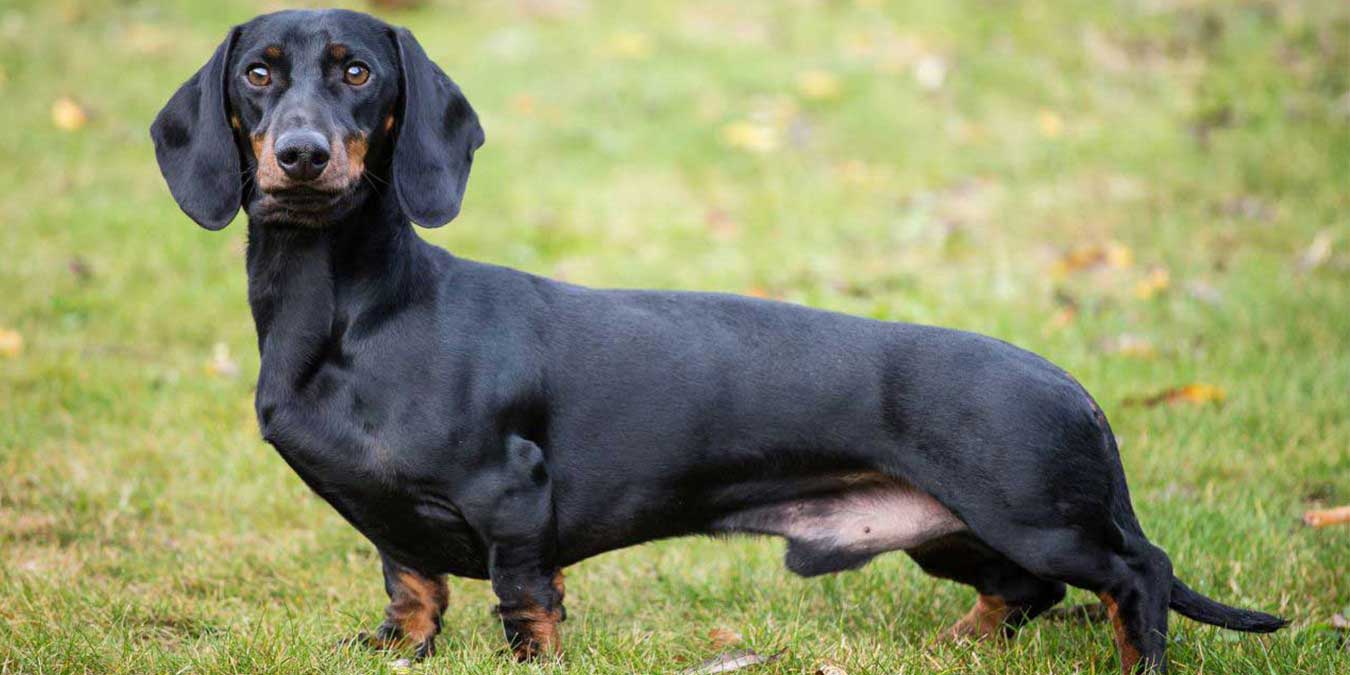 Dakhund (Sosis) Cinsi Köpek Bakımı ve Özellikleri