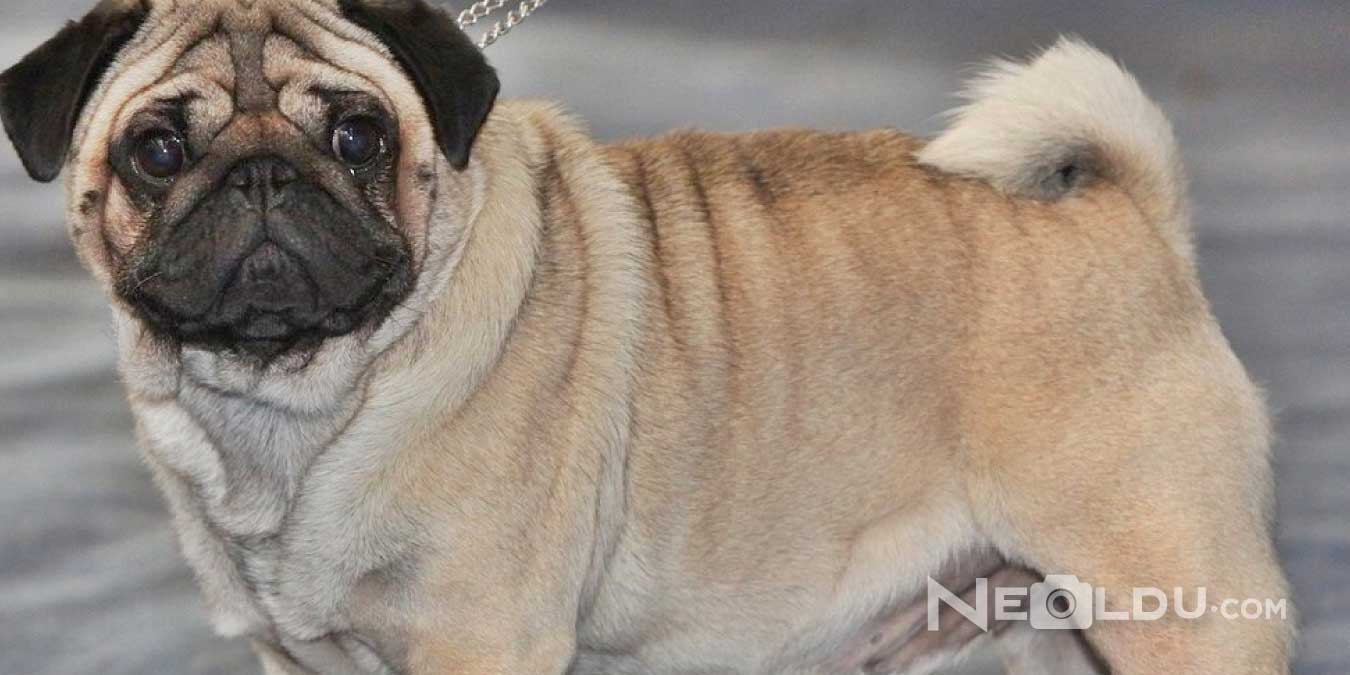 Pug Cinsi Köpek Bakımı ve Özellikleri