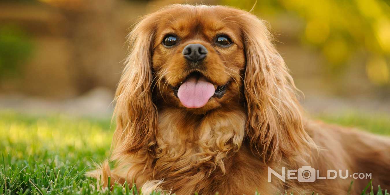 Cavalier King Charles Cinsi Köpek Bakımı ve Özellikleri