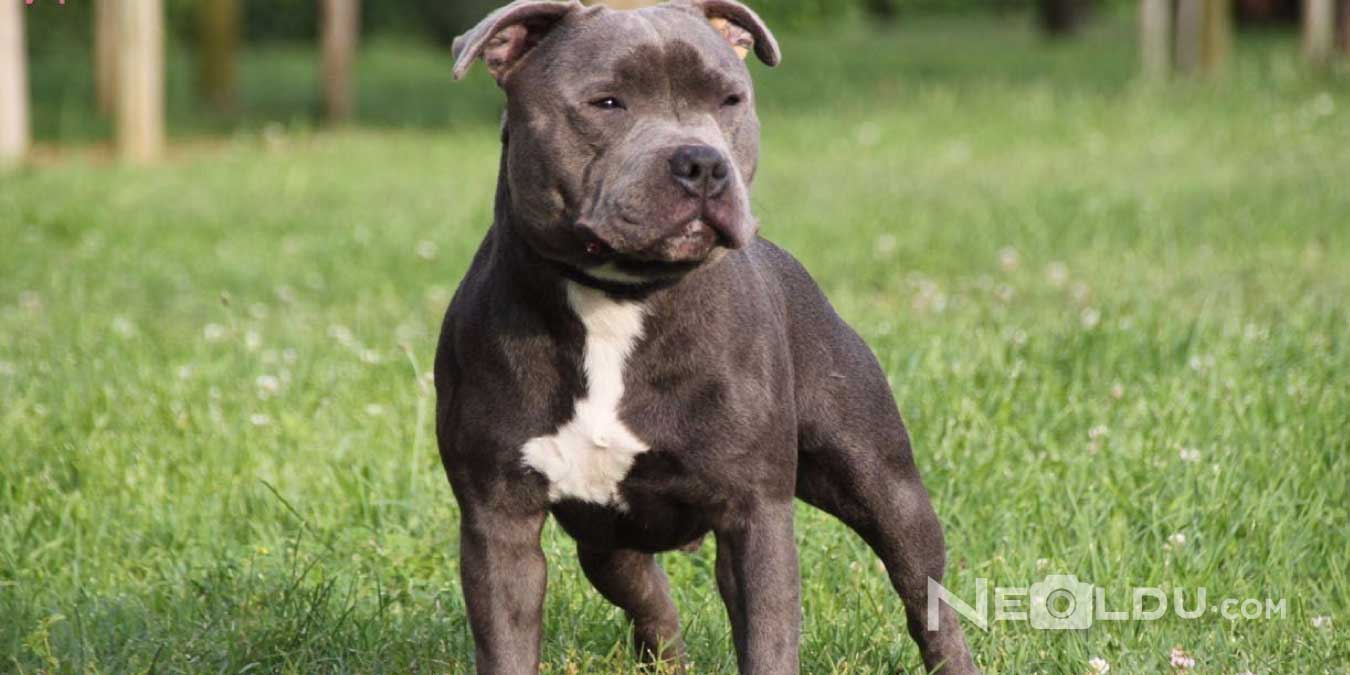 Staffordshire Bull Terrier Cinsi Köpek Bakımı ve Özellikleri