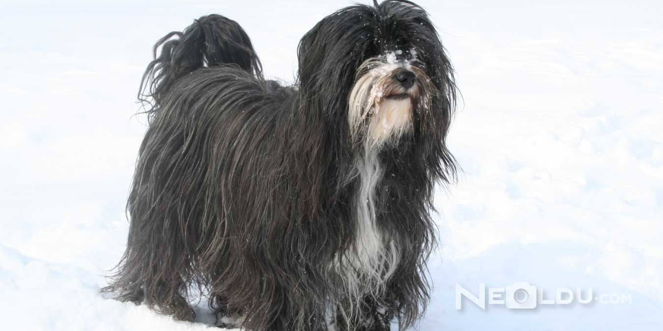 Tibet Terrier Cinsi Köpek Bakımı ve Özellikleri