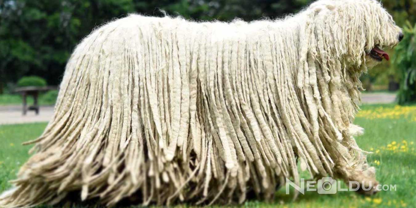 Komondor (Macar Çoban) Cinsi Köpek Bakımı ve Özellikleri