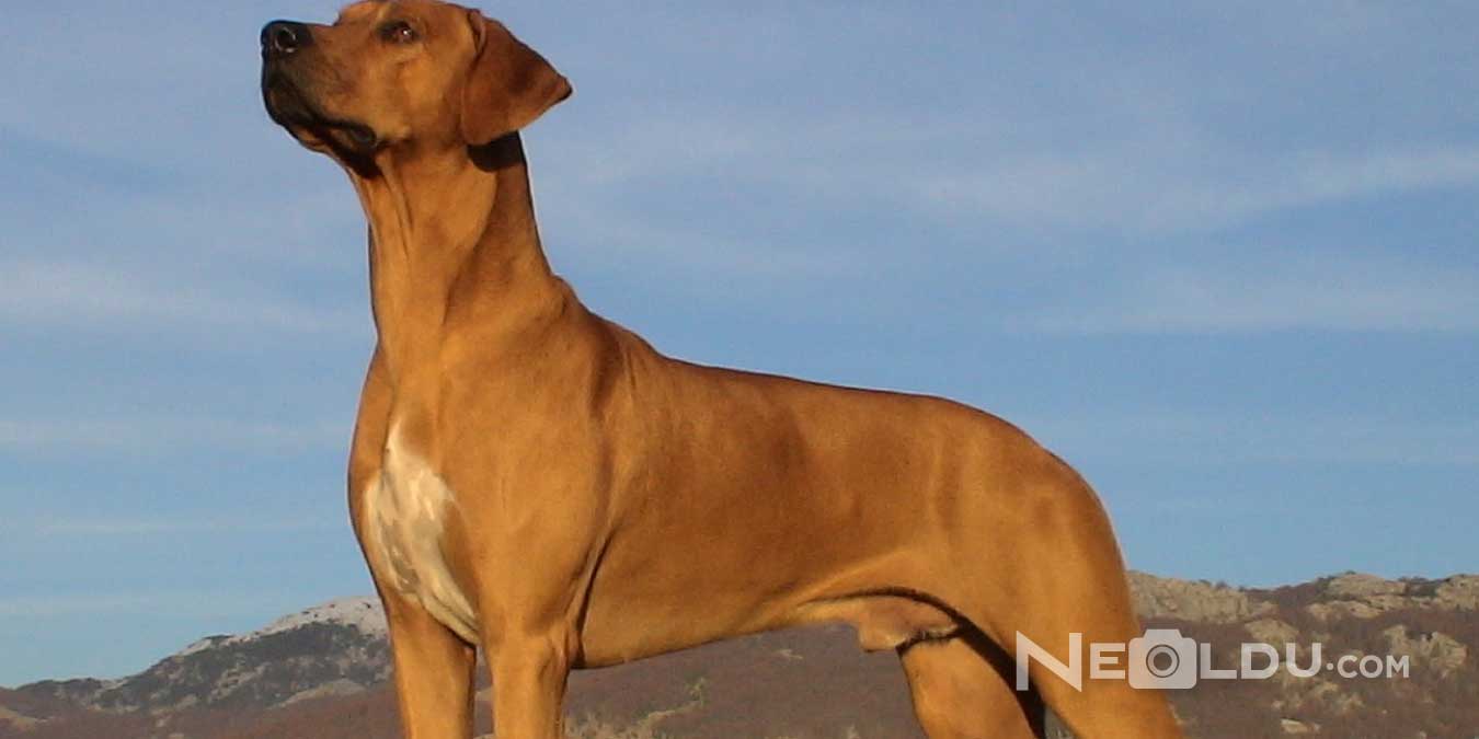 Rhodesian Ridgeback Cinsi Köpek Bakımı ve Özellikleri