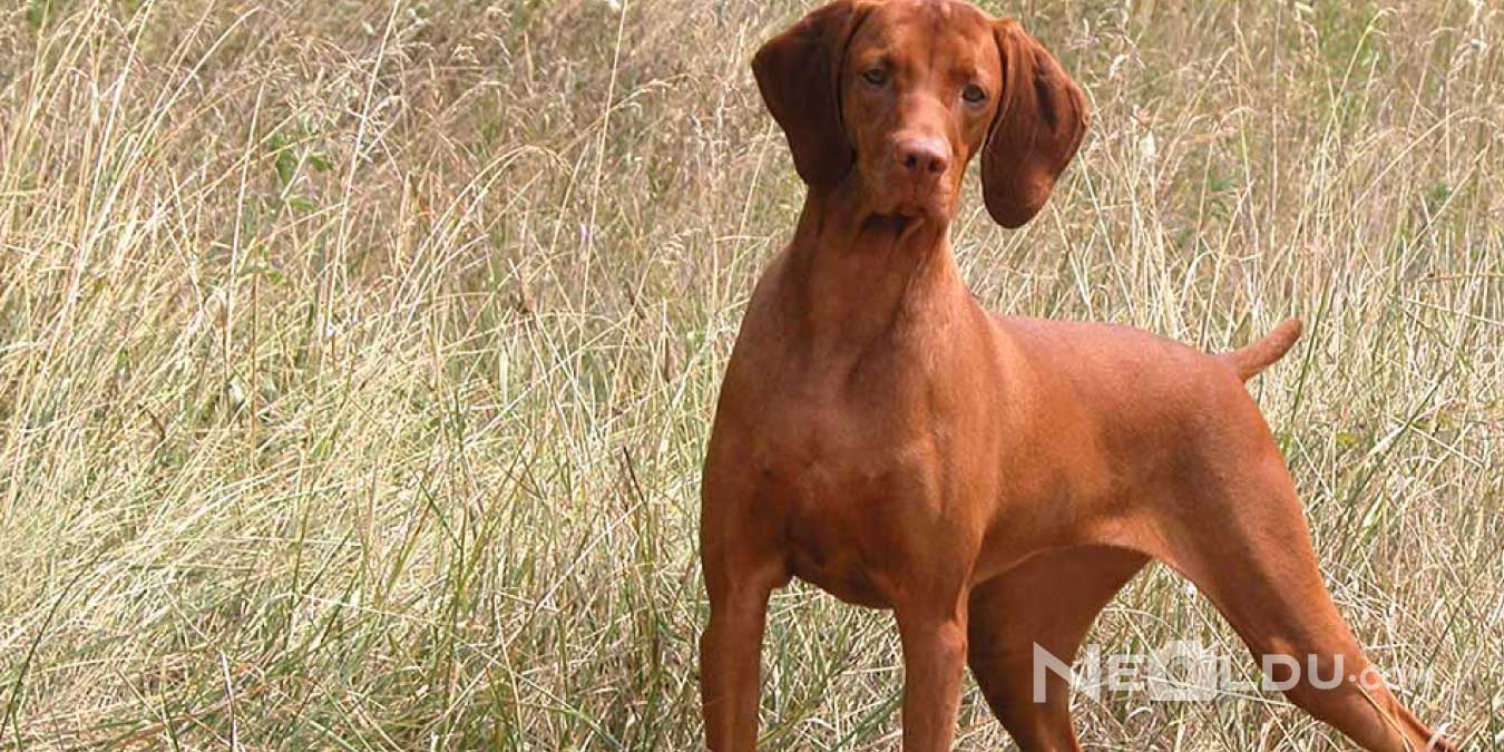 Vizsla Cinsi Köpek Bakımı ve Özellikleri