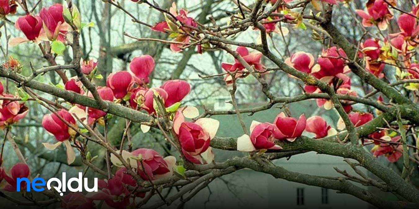 Güzel Sözler - Aşk, Sevgili,, Hayat, Yaşam, Din ve Anlam Üzerine En Güzel Sözler