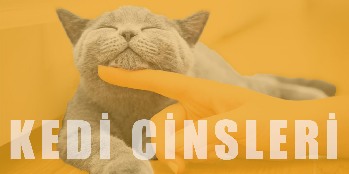 50 Popüler Kedi Cinsi ve Özellikleri – En Sevilen Kedi Türleri