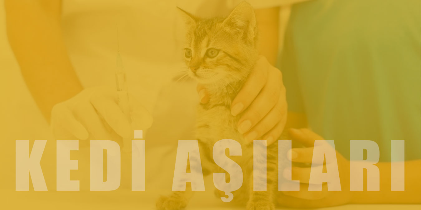 Kedi Aşı Takvimi ve Fiyatları: Yavru ve Yetişkin Kedi Aşıları