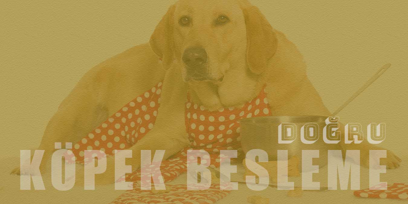 Doğru Köpek Beslenmesi: Köpekler Ne Yer?