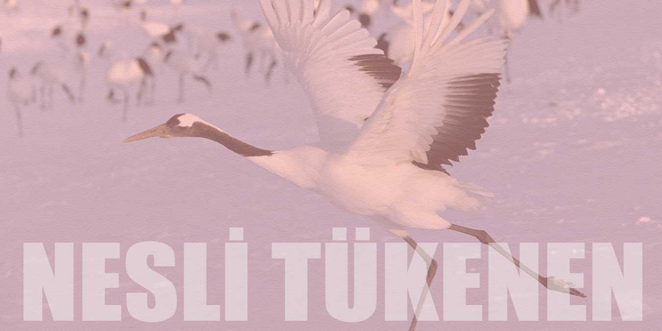 Türkiye'de Nesli Tükenen ve Tehlikede Olan Hayvanlar