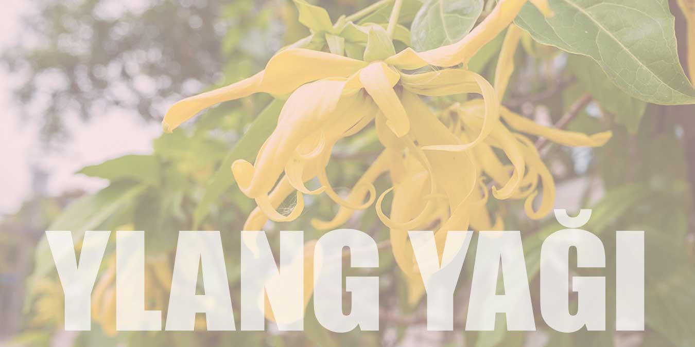 Ylang Yağının Faydaları | Doğal Saç ve Cilt Bakımı İçin Ylang Yağı