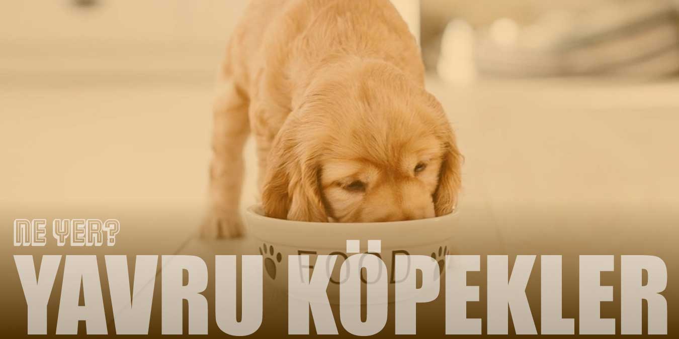 Yavru Köpekler Ne Yer? Neyle Beslenir? | Beslenme Tablosu