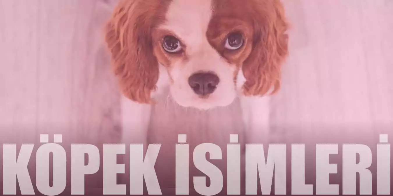 Köpek İsimleri | Dişi ve Erkeğe Koyulabilecek Güzel İsimler