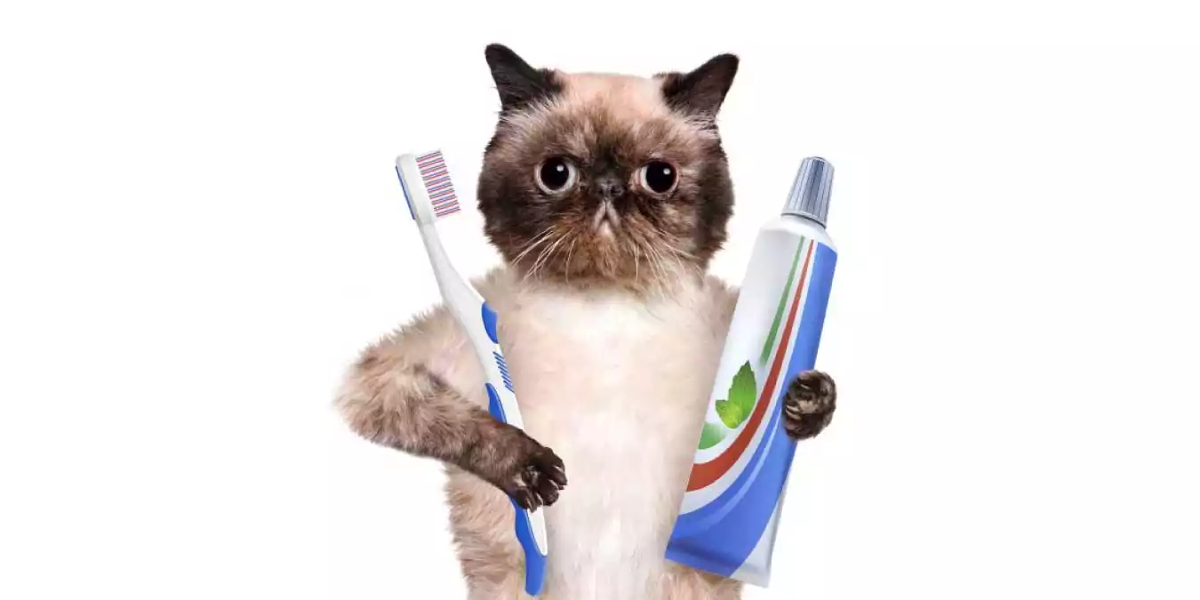 Ağız ve Diş Sağlığını Koruyan En İyi Oral Care Kedi Maması Tavsiyeleri