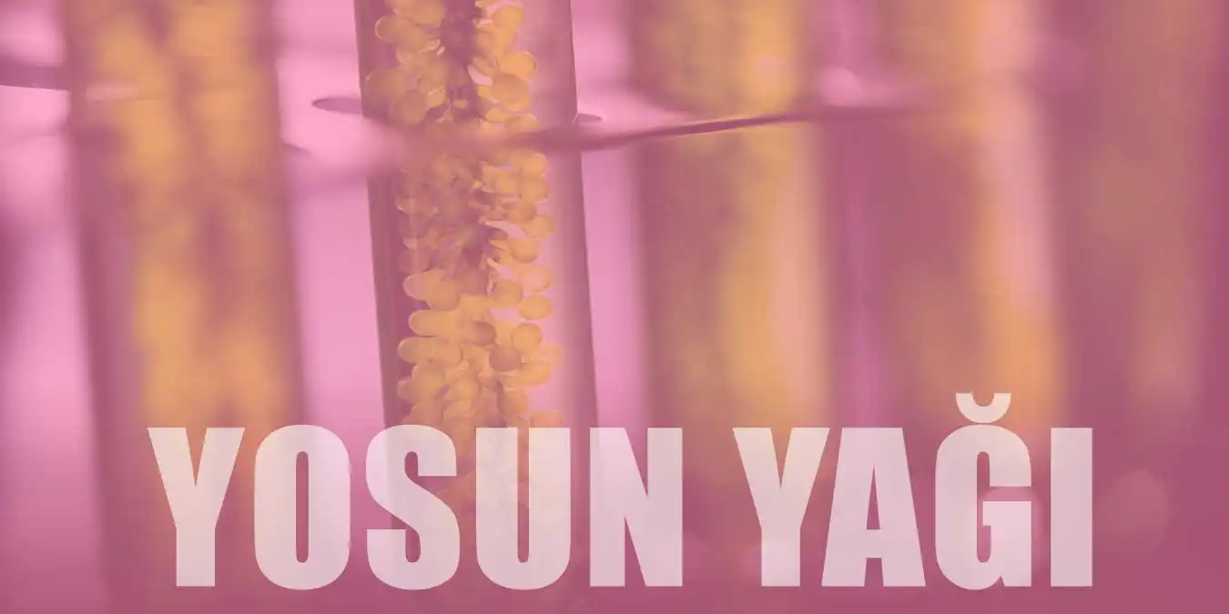 Yosun Yağı Nedir, Nasıl Kullanılır? Saç ve Cilt İçin Doğal Destek