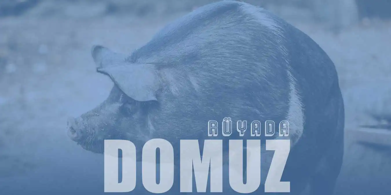 Rüyada Domuz Görmek Ne Anlama Gelir?