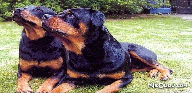 Evde Köpek Eğitimi – Rottweiler