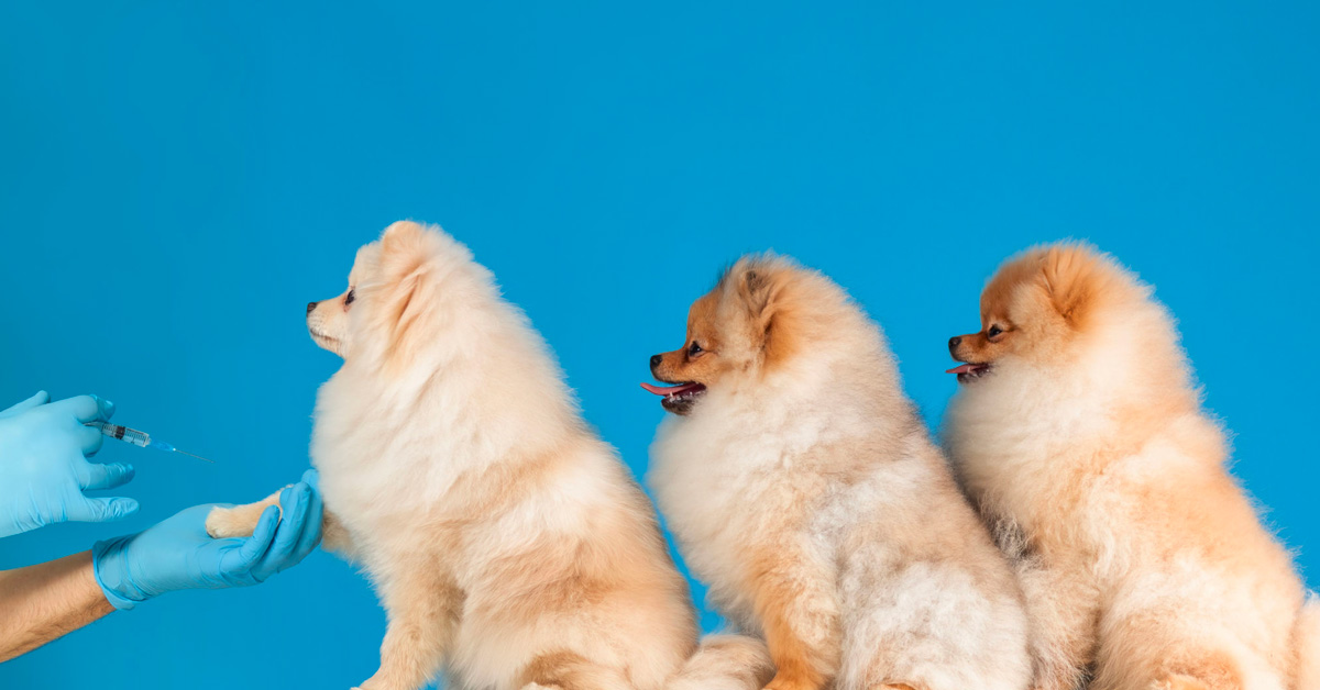 Pomeranian Boo Özellikleri ve Bakımı