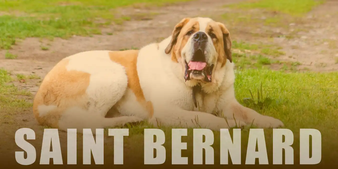 St. Bernard (Saint) Cinsi Köpek Bakımı ve Özellikleri