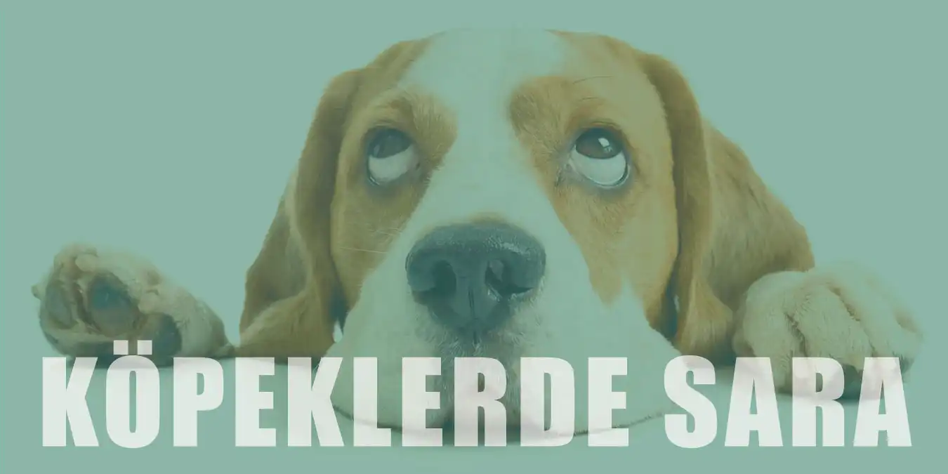 Köpeklerde Sara (Epilepsi) Nöbeti Nedir? Belirtileri