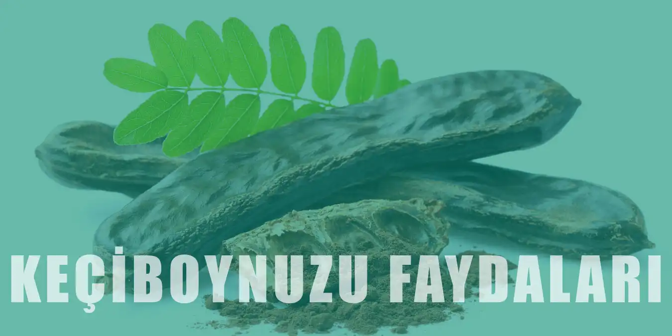 Akciğer Dostu Keçiboynuzu Nedir, Faydaları Nelerdir?