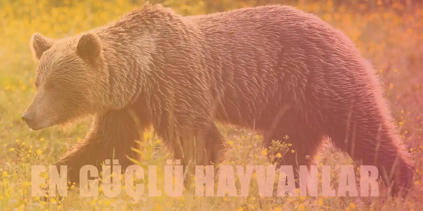 Dünyanın En Güçlü 10 Hayvanı! En Güçlü Hayvan Sıralaması