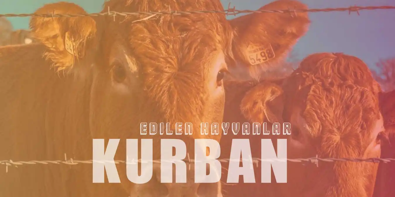 Kurban Edilebilen Hayvanlar | Hangi Hayvanlar Kurban Edilir?