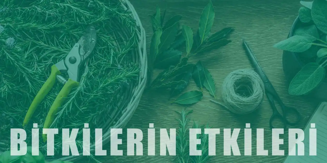 Bitkilerin İnsan Hayatı Üzerindeki Etkileri Nelerdir?