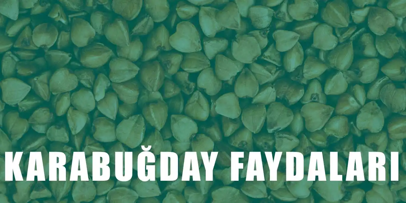 Karabuğdayın Faydaları Nelerdir? Karabuğday Nedir?