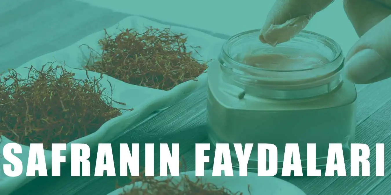 Safran Nedir? Safranın Faydaları Nelerdir?