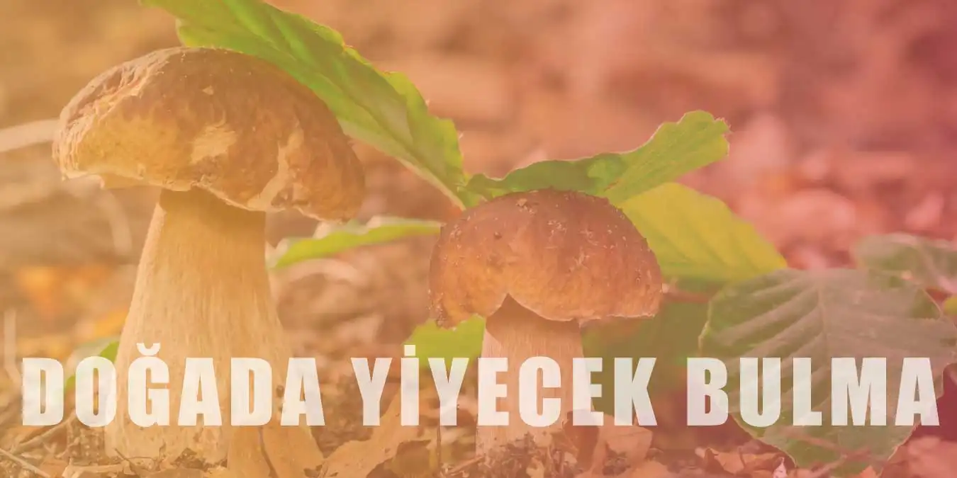 Doğada Yiyecek Nasıl Bulunur? Dikkat Edilmesi Gerekenler