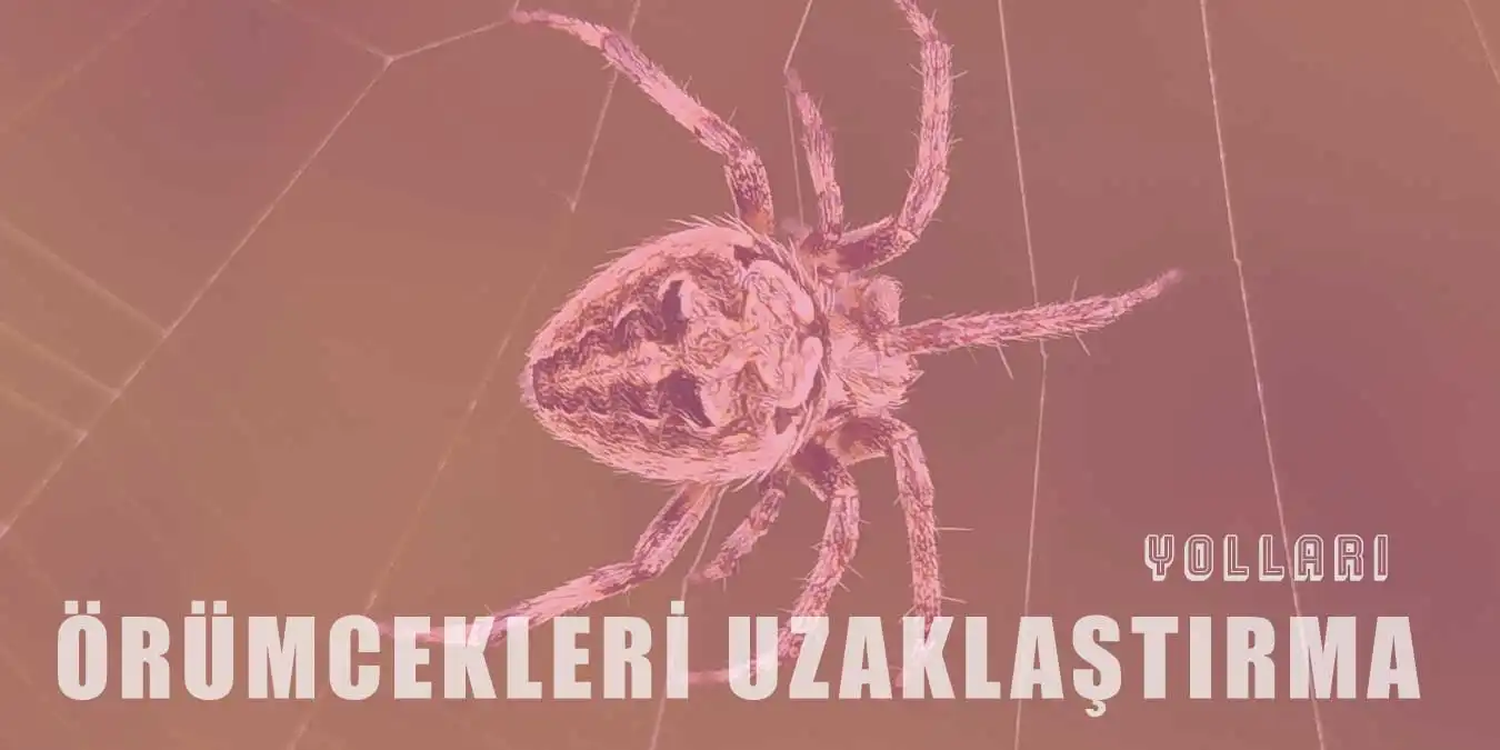 Örümcekleri Evinizden Uzak Tutmak İçin 8 Yol