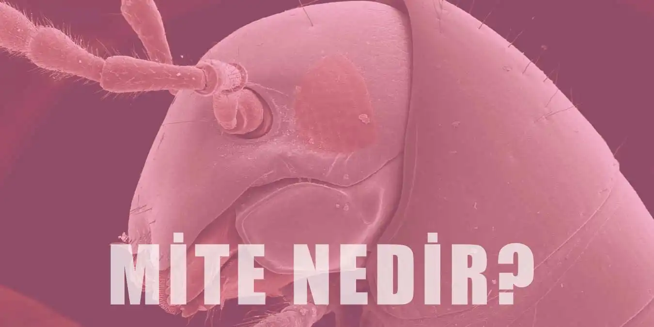 Mite (Mayt) Nedir? Mite İle Nasıl Mücadele Edilir?