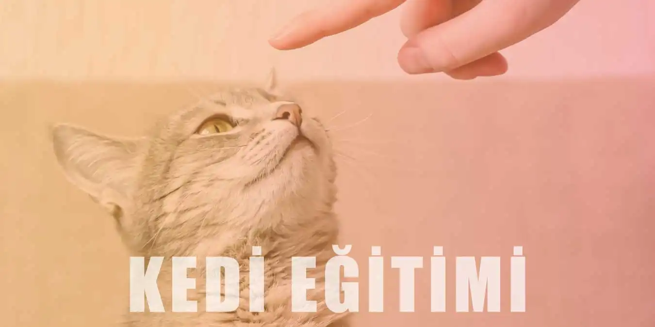 Kedi Eğitimi | Yavru, Tekir ve Cins Kedi Tuvalet Eğitimi