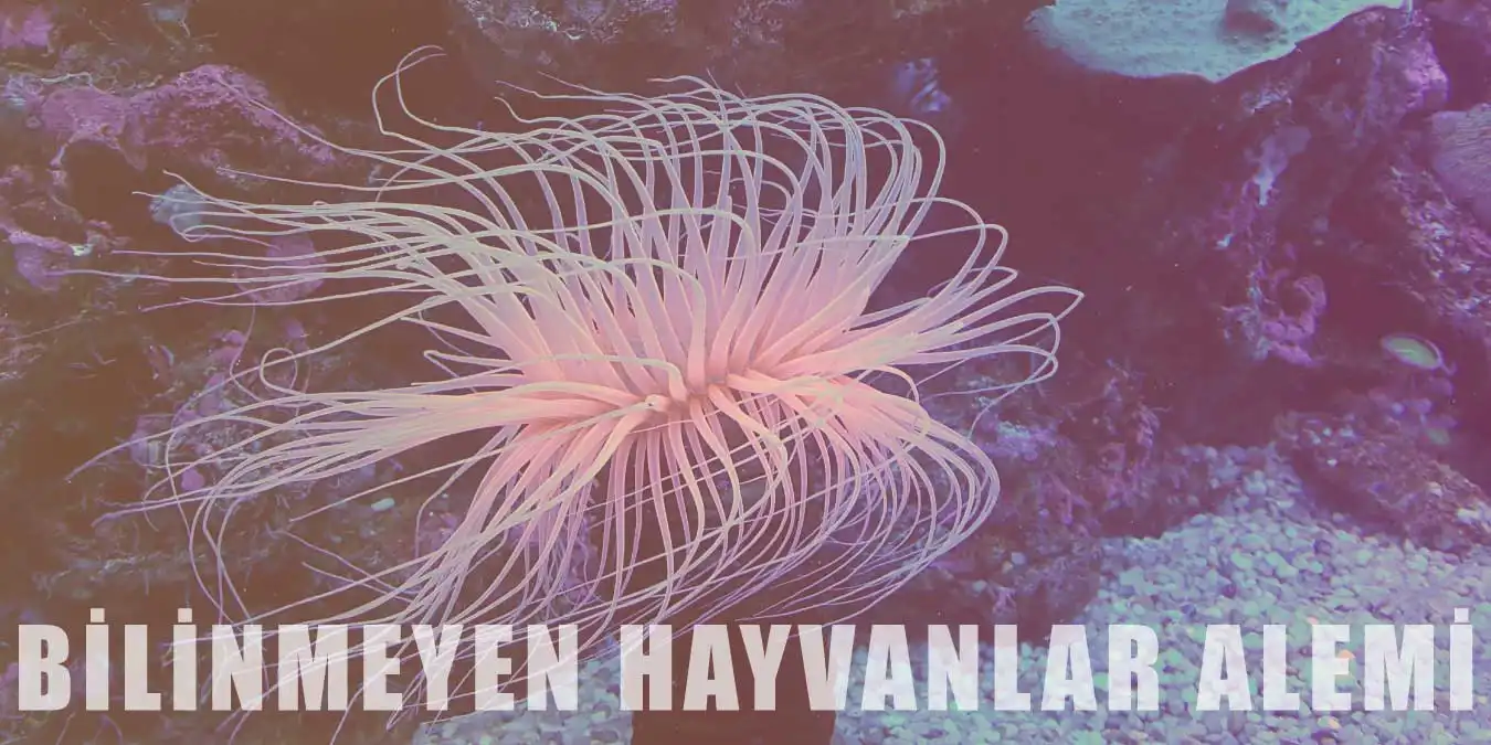 Bilinmeyen Hayvanlar Alemi | Hiç Bilinmeyen Hayvanlar